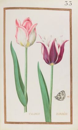 Tulipes bordées (1624)