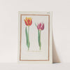 Tulipes bordees printanieres (1624) by Daniel Rabel