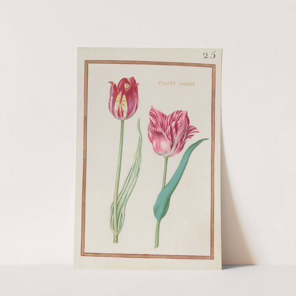 Tulipes variees (1624) by Daniel Rabel