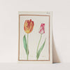 Tulipes variees (1624) by Daniel Rabel