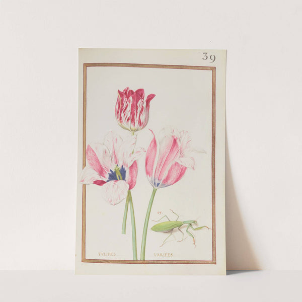 Tulipes variees (1624) by Daniel Rabel