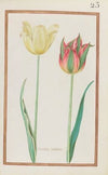 Tulipes variees (1624)