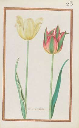 Tulipes variees (1624)
