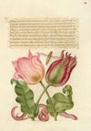 Tulips, Insect, and Worm (1561–1596)