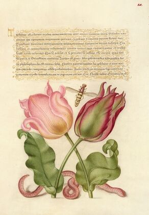 Tulips, Insect, and Worm (1561–1596)