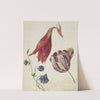 Tulp, akelei en amaryllis by Georgius Jacobus Johannes van Os