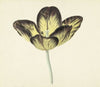 Tulp genaamd Bizard Egiptienne