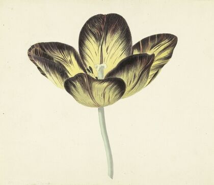 Tulp genaamd Bizard Egiptienne
