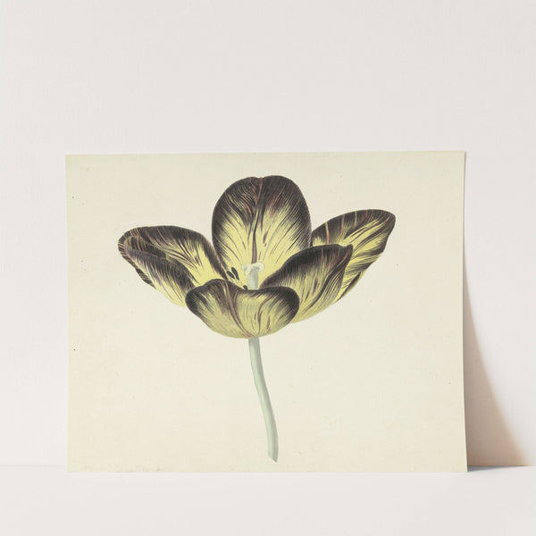 Tulp genaamd Bizard Egiptienne by Cornelis van Noorde