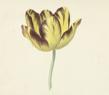 Tulp genaamd Bizard Le Febure No. 1