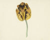 Tulp genaamd Bizard Leodie (1741 - 1795)