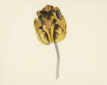 Tulp genaamd Bizard Leodie (1741 - 1795)