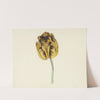 Tulp genaamd Bizard Leodie (1741 - 1795) by Cornelis van Noorde