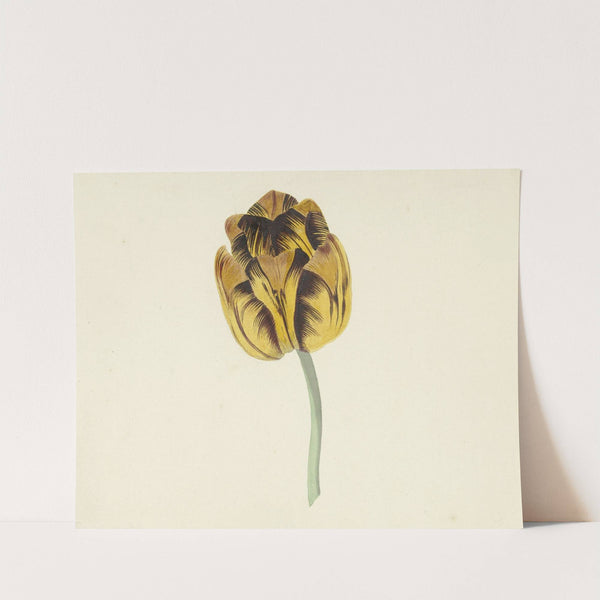 Tulp genaamd Bizard Leodie (1741 - 1795) by Cornelis van Noorde