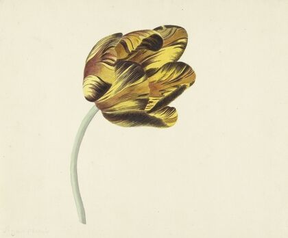Tulp genaamd Bizard Phoenix