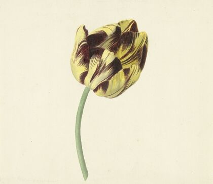 Tulp genaamd Bizard Pontifex Romanus