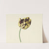Tulp genaamd Bizard Pontifex Romanus by Cornelis van Noorde
