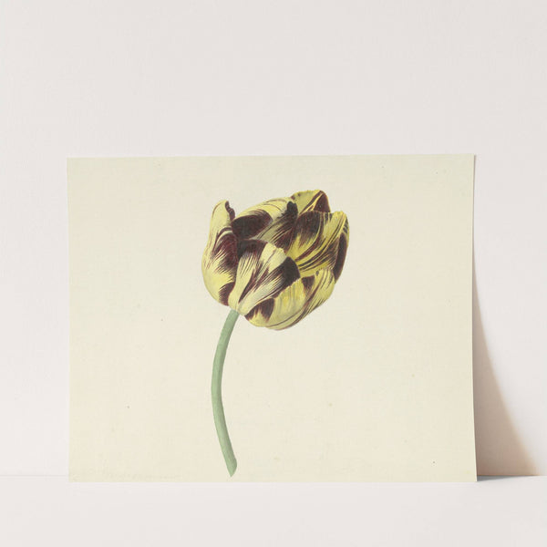 Tulp genaamd Bizard Pontifex Romanus by Cornelis van Noorde