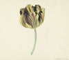 Tulp genaamd Bizard Rosette