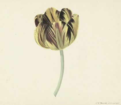 Tulp genaamd Bizard Rosette