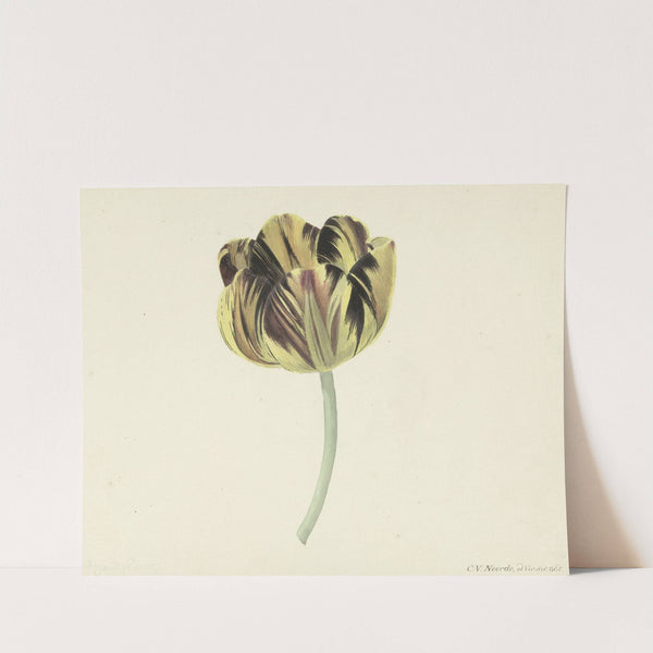 Tulp genaamd Bizard Rosette by Cornelis van Noorde
