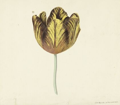 Tulp genaamd Bizard Sub. A