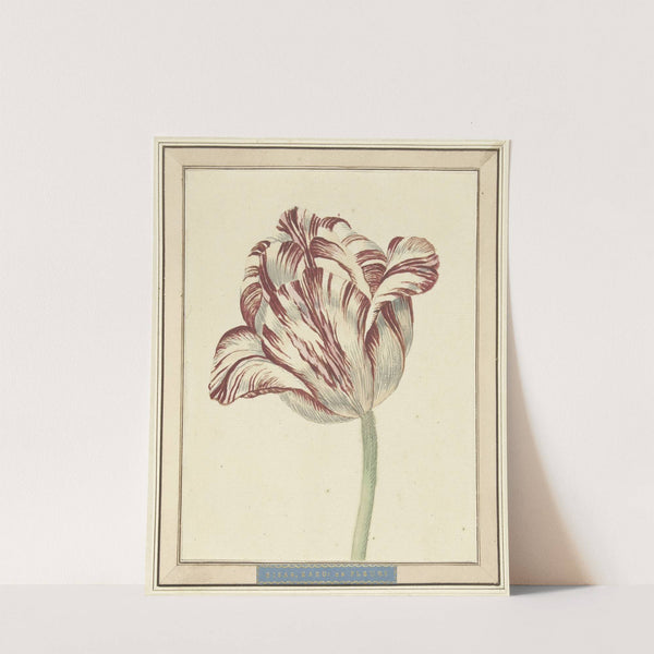 Tulp, met de naam Bisar, Kardinaal de Fleuri by Daniël Marot the younger