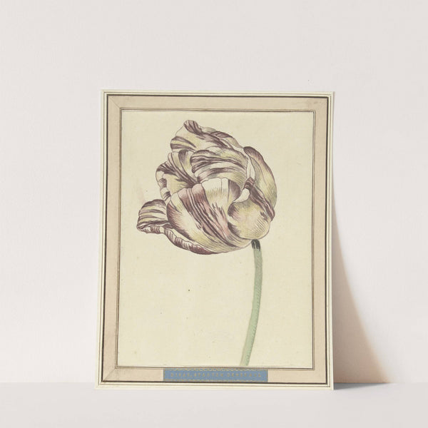 Tulp, met de naam Bisar, Staaten Generaal by Daniël Marot the younger