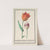 Tulp (Tulipa) (1596-1610) by Anselmus Boëtius de Boodt