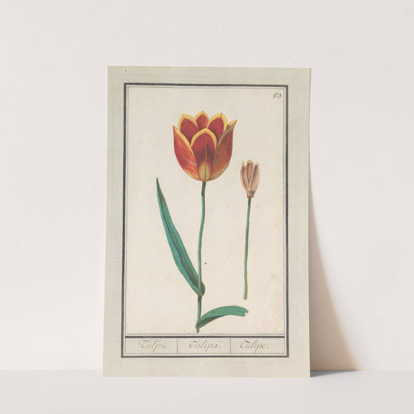 Tulp (Tulipa) (1596-1610) by Anselmus Boëtius de Boodt
