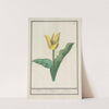 Tulp (Tulipa) (1596-1610) by Anselmus Boëtius de Boodt