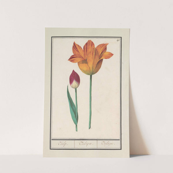 Tulp (Tulipa) (1596-1610) by Anselmus Boëtius de Boodt