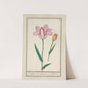Tulp (Tulipa) (1596-1610) by Anselmus Boëtius de Boodt