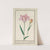 Tulp (Tulipa) (1596-1610) by Anselmus Boëtius de Boodt