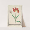 Tulp (Tulipa) (1596-1610) by Anselmus Boëtius de Boodt