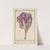 Tulp (Tulipa) (1596-1610) by Anselmus Boëtius de Boodt