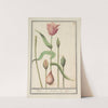 Tulp (Tulipa) (1596-1610) by Anselmus Boëtius de Boodt