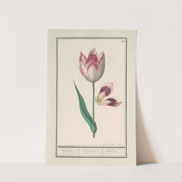 Tulp (Tulipa) (1596-1610) by Anselmus Boëtius de Boodt