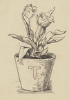 Tulpe