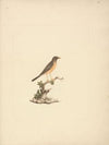 Turdus abyssinicus (Mountain Thrush)
