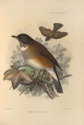 Turdus Albicollis (1899-1902)