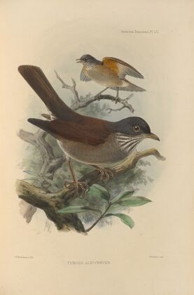 Turdus Albiventer (1899-1902)