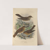 Turdus Aliciae, Turdus Ustulatus, Turdus Swainsoni (1899-1902) by Henry Seebohm