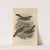 Turdus Aliciae, Turdus Ustulatus, Turdus Swainsoni (1899-1902) by Henry Seebohm