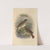 Turdus Auduboni, Turdus Pallasi (1899-1902) by Henry Seebohm
