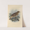 Turdus Auritus (1899-1902) by Henry Seebohm