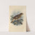Turdus Auritus (1899-1902) by Henry Seebohm