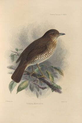 Turdus Bewsheri (1899-1902)