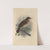 Turdus Bewsheri (1899-1902) by Henry Seebohm