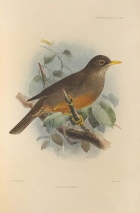 Turdus Cabanisi (1899-1902)